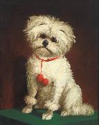Portrait of a Maltese dog Anonymous